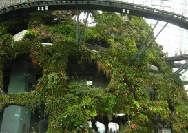 Cloud Forest