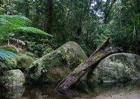 Daintree Rainforest