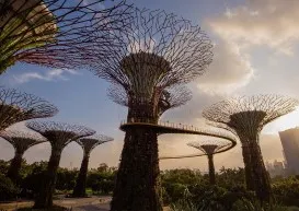 Supertree Grove